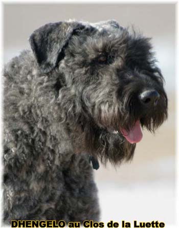  Bouvier des Flandres expositions tous prim&eacute;s
